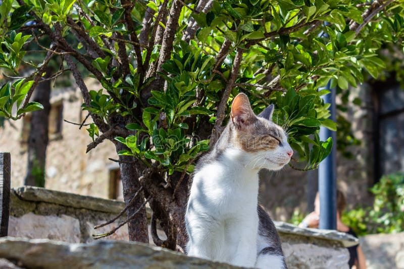 Colorfull cat taking a nap on the wall royalty free stock photos Colorfull cat taking a nap on the wall royalty free stock photos