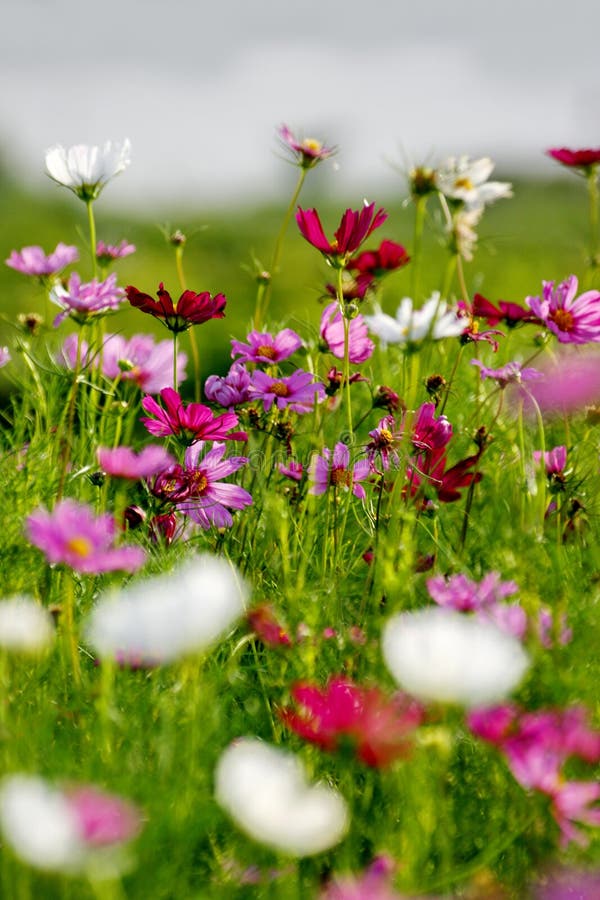 Colorfull flowers in countryside