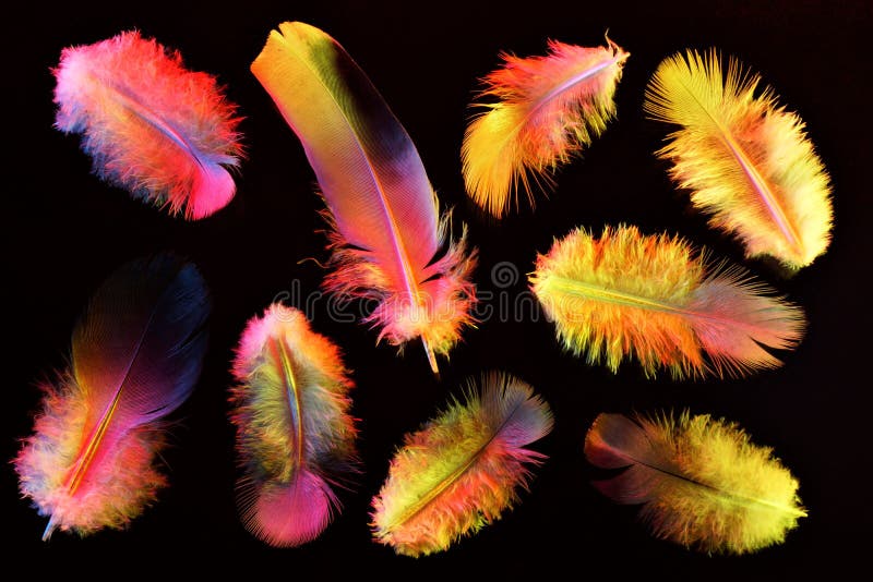 Colori arcobaleni sullo sfondo nero, leggeri e pelosi La penna è materiale leggero, permette agli uccelli di volare e mantiene fotografia stock libera da diritti Colori arcobaleni sullo sfondo nero, leggeri e pelosi La penna è materiale leggero, permette agli uccelli di volare e mantiene fotografia stock libera da diritti