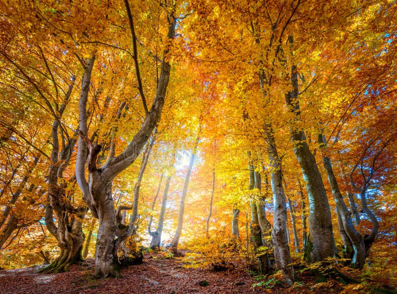 Colori d'autunno nelle foreste selvatiche - foglie vibranti sugli alberi fotografia stock Colori d'autunno nelle foreste selvatiche - foglie vibranti sugli alberi fotografia stock