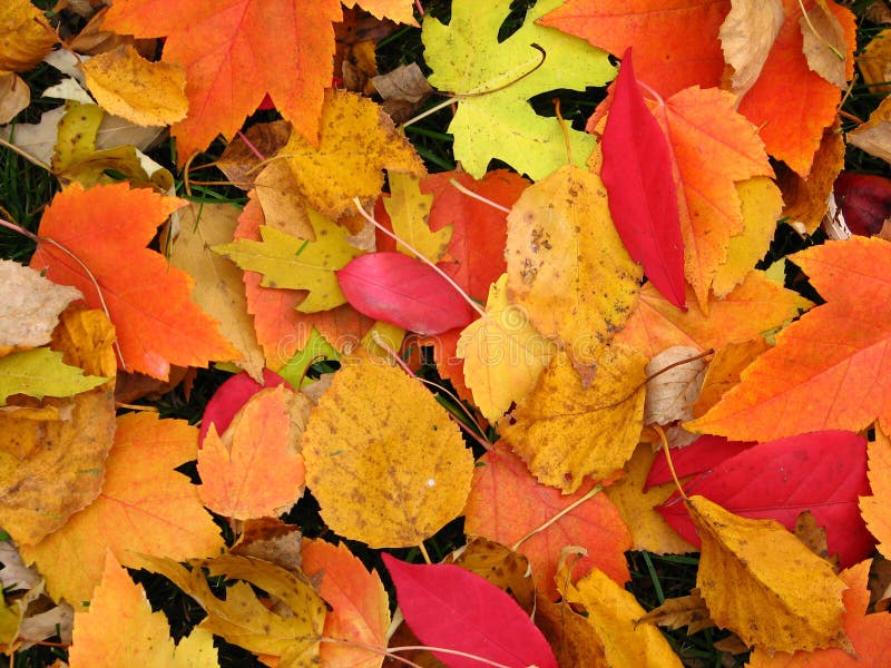 Colori di autunno fotografie stock Colori di autunno fotografie stock