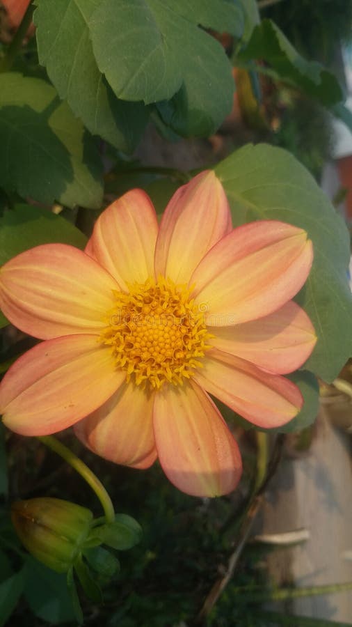 Colori di mix arancione e giallo dahlia pinnata vista di chiusura fotografie stock libere da diritti Colori di mix arancione e giallo dahlia pinnata vista di chiusura fotografie stock libere da diritti