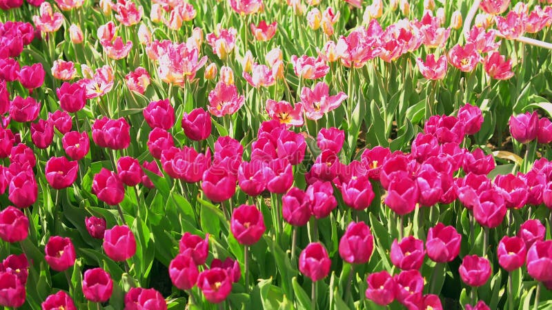 Colori teneri di un giardino della molla