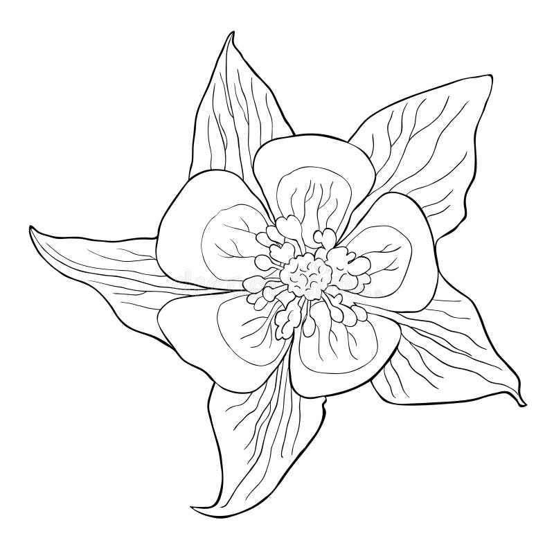 Download The Aquilegia Flower Is Blooming. Vector Illustration ...