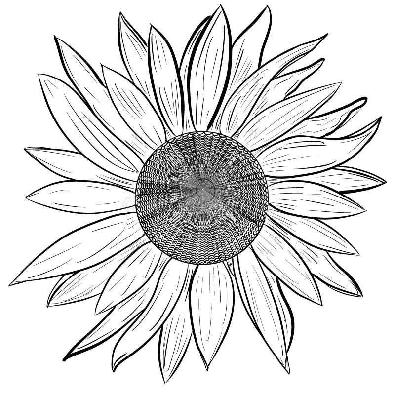 Sunflower Black White Drawing Stock Illustrations – 3,546 Sunflower ...