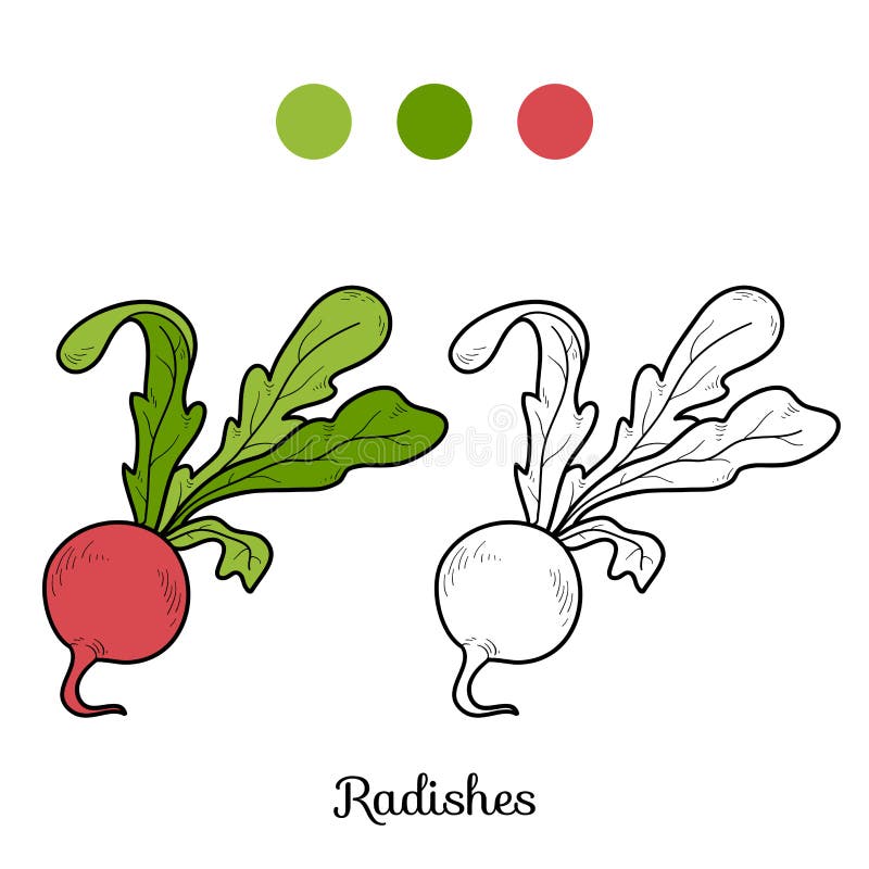 Coloring book: fruits and vegetables (radishes)
