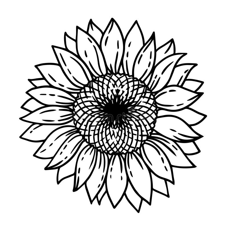 Sunflower Colouring Stock Illustrations – 252 Sunflower Colouring Stock ...