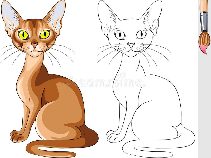 Coloring Book of red cat Abyssinian