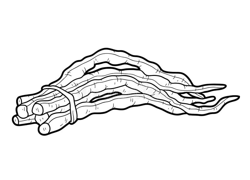 Coloring Book, Vegetables, Chinese Long Bean Stock Vector Illustration of harvest, coloring