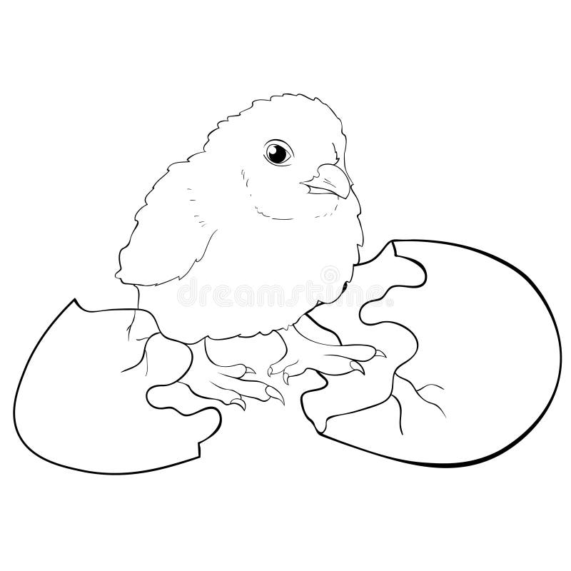 Coloring Chicken Baby Hatched from an Egg. Vector Illustration Stock