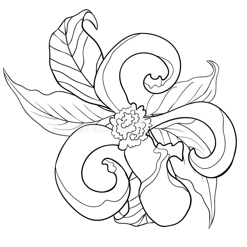 Dogwood Flower Coloring Page - 155+ Best Free SVG File