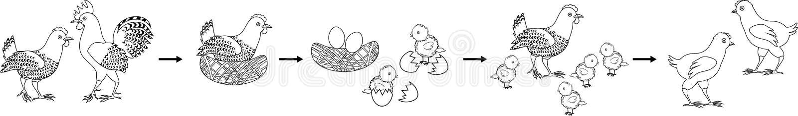 The Process of Hatching Chicks - a Bird Sits on a Nest, a Nest with
