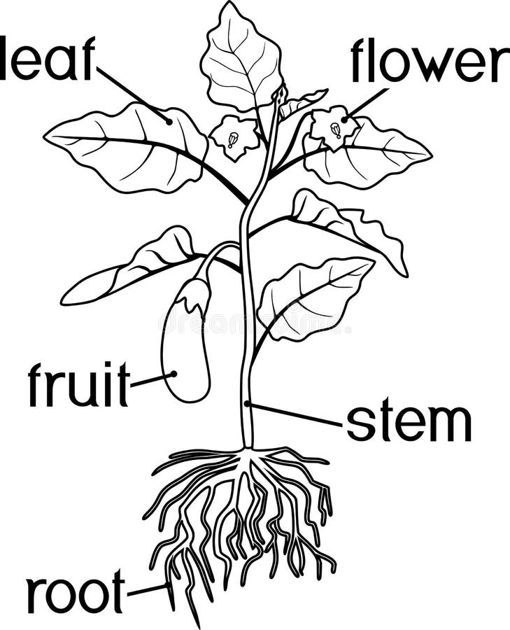 Coloring Page. Parts Of Plant. Morphology Of Flowering  