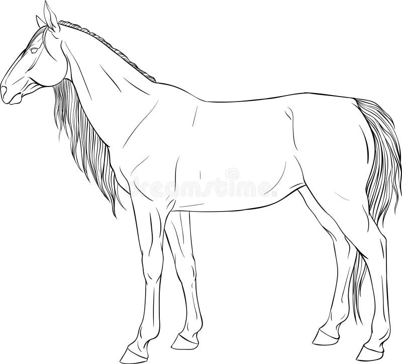 Dapple Grey Horse Sketch Coloring Page
