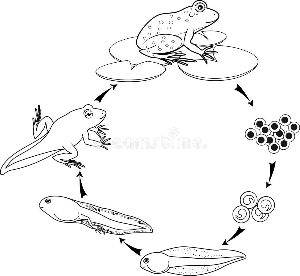 Toad Life Cycle Stock Illustrations – 289 Toad Life Cycle Stock