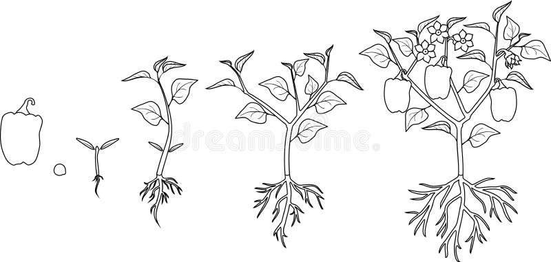 На рисунке изображен томат в разный период. Этапы роста растения для детей раскраски. Томат этапы роста. Стадии роста перца для дошкольников. Рассада раскраска.