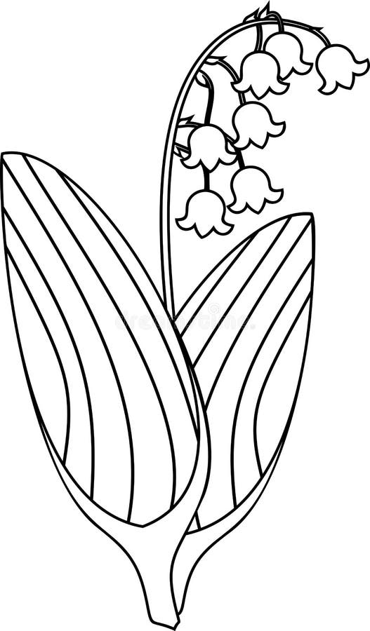 Coloring Page. Lily of the Valley Plant Stock Vector - Illustration of ...