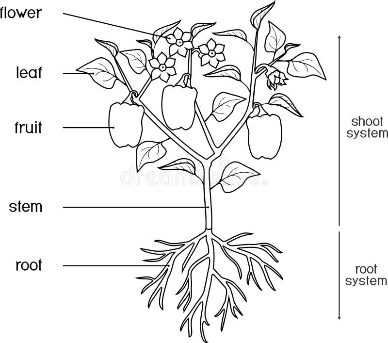 General Diagram of a Bean Plant | From Seed to Seed: A Pictorial Story  Showing How a Bean Plant Grows: Part 1 The Developing Bean Plant - passel