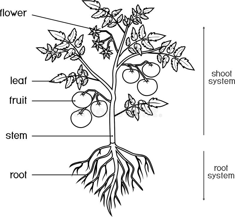 Stem parts plant