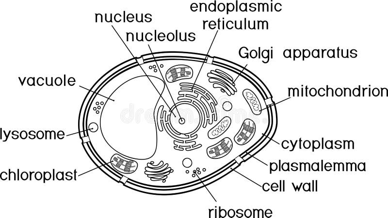 Coloring Page. Plant Cell Structure With Titles Stock Vector - Illustration  Of Cell, Isolated: 124942493