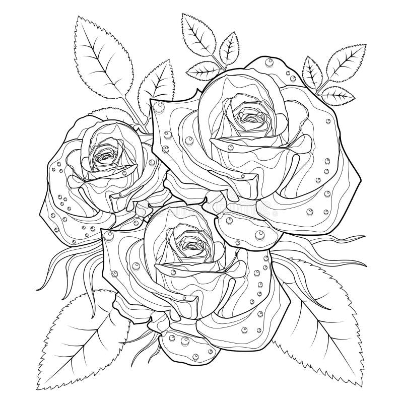coloring page rose stock illustrations – 2326 coloring page