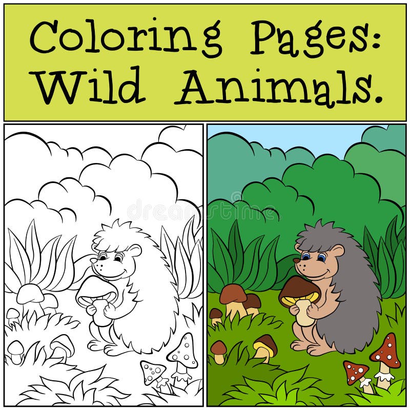 Coloring Pages: Wild Animals. Little cute hedgehog .