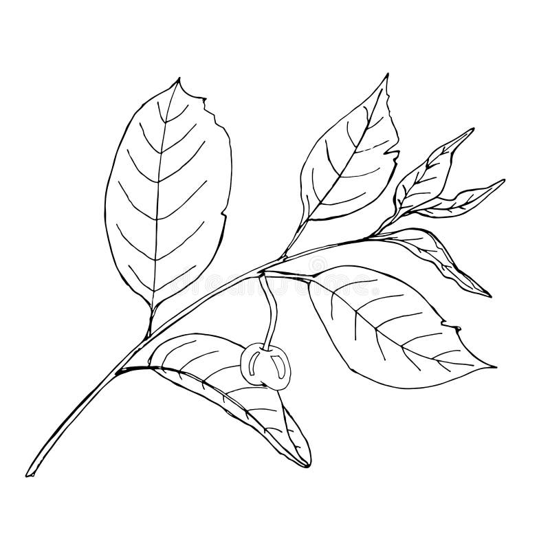 Download Coloring Template With Black Line Berry. Printable ...