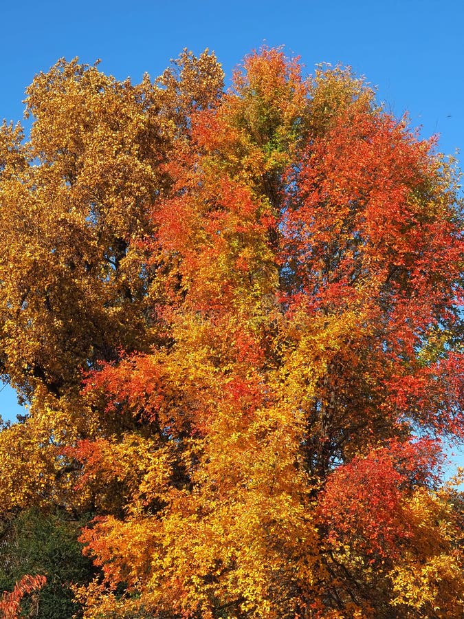 Colours of Autumn Fall - Beautiful Black Tupelo Tree in Front of Blue ...