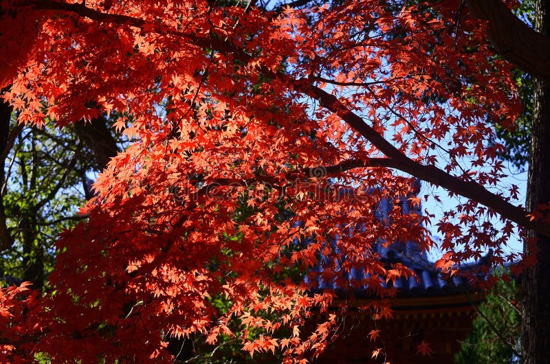 Colors of Autumn Leaves, Japan. Stock Image - Image of beauty ...