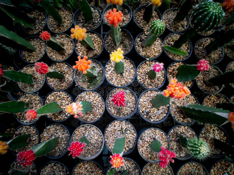 Colors of Cactus Flowers stock photo. Image of flowers 75983900