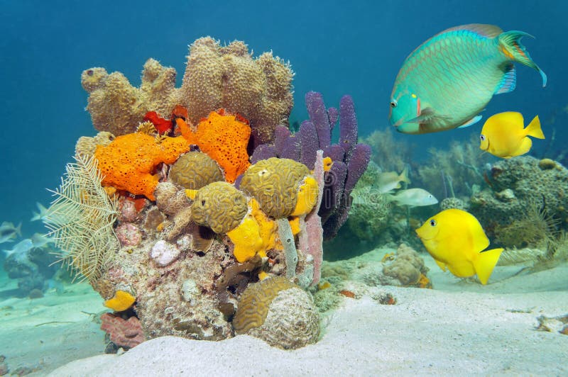 Colors of marine life underwater