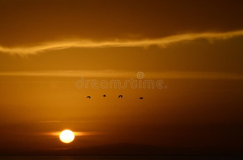 Colors of the sunset with seagull royalty free stock photos Colors of the sunset with seagull royalty free stock photos