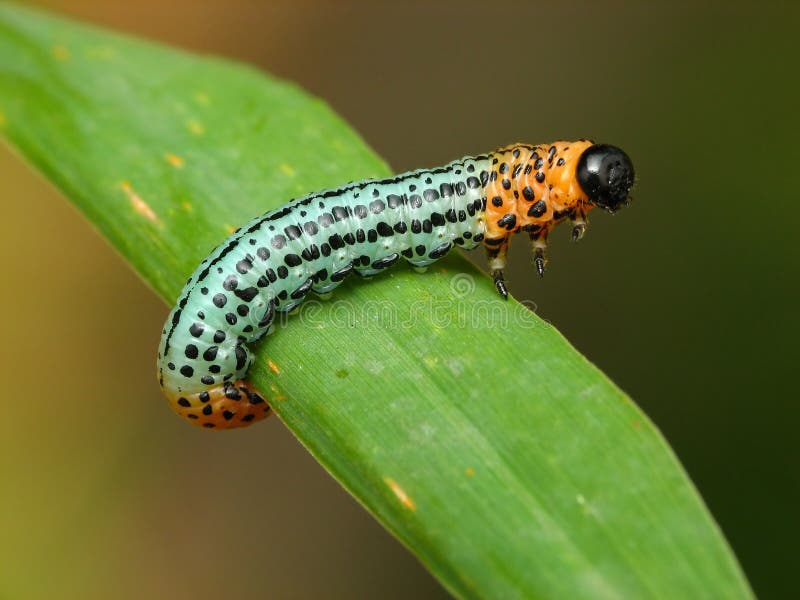 Colour caterpillar