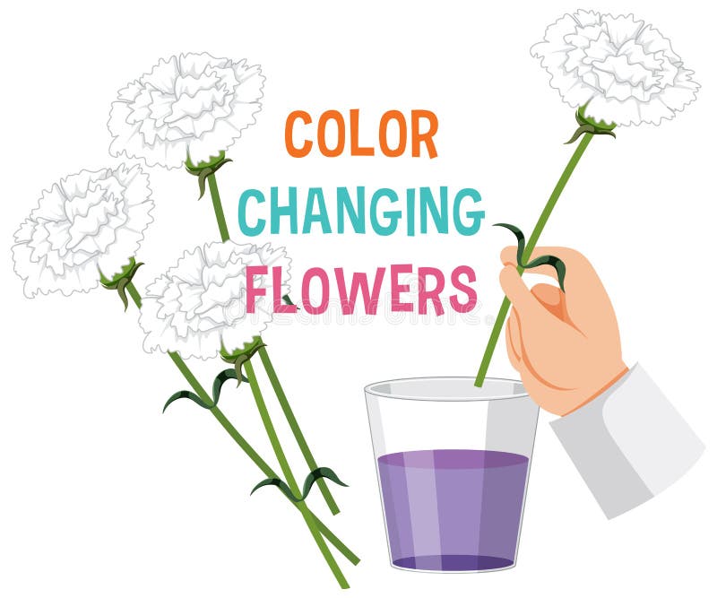 Colour Changing Flower Science Experiment Stock Vector Illustration