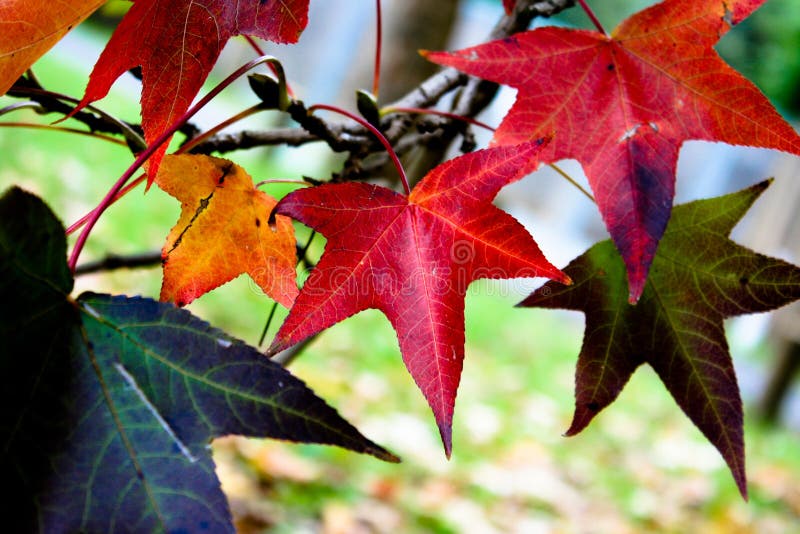 Coloured Autumn Leaves