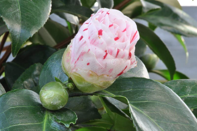 Coloured Camellia Bud within Greenery Stock Photo Image of asia, camellia 111122196