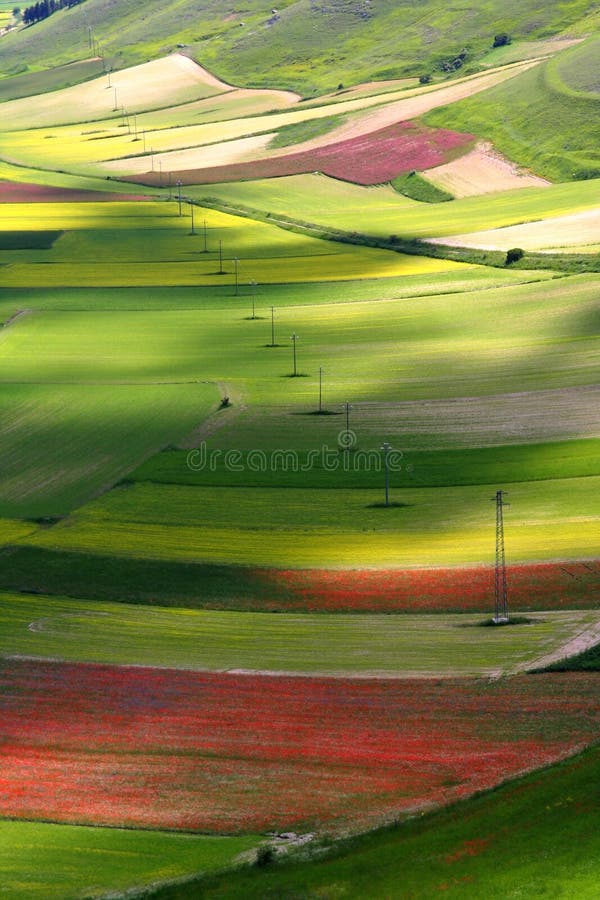 Coloured fields