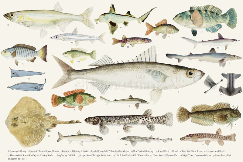 Coloured ilustracja rybia rysunkowa kolekcja ilustracja wektor