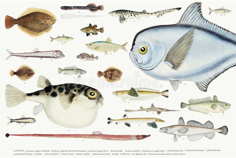 Coloured ilustracja rybia rysunkowa kolekcja royalty ilustracja