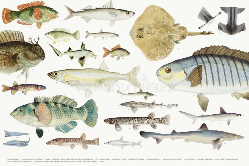 Coloured ilustracja rybia rysunkowa kolekcja ilustracja wektor