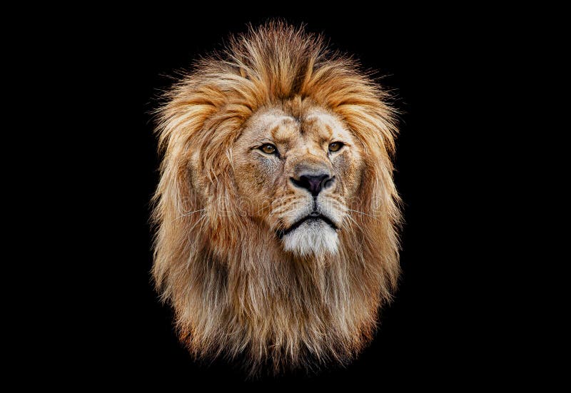 Coloured Lion Head on a Black Background Stock Photo - Image of black,  danger: 156525452