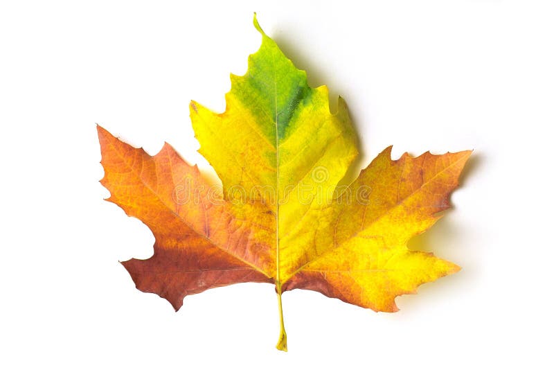 Coloured maple leaf