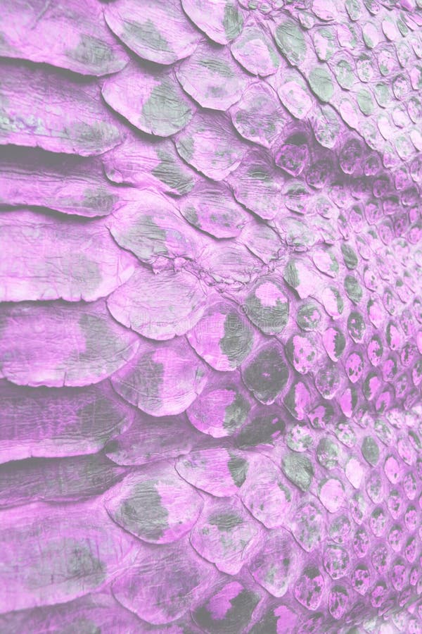 Coloured Real Snake Skin Snakeskin Animal Print Background Stock Photo