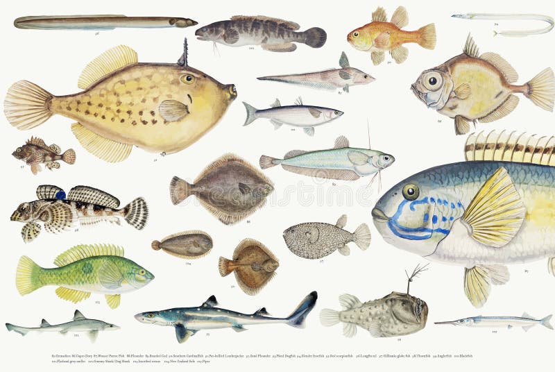 Coloured wektorowa ilustracja rybia rysunkowa kolekcja royalty ilustracja