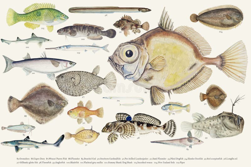 Coloured wektorowa ilustracja rybia rysunkowa kolekcja ilustracja wektor