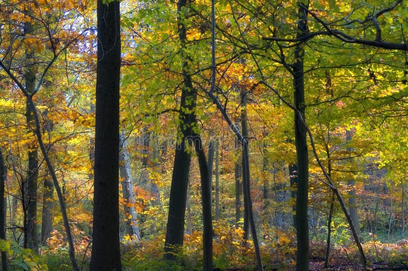 Colourful autumn forest