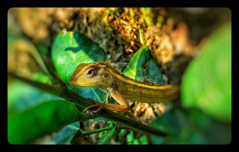 Colourful Beauty of a Lizard Stock Image - Image of reptile, lizard: 185999507 Colourful Beauty of a Lizard Stock Image - Image of reptile, lizard: 185999507