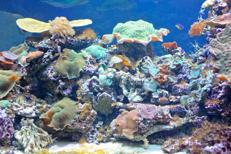 Singapore aquarium stock photo. Image of ocean, israel 54087570