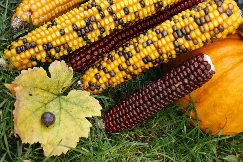 Colourful corn and pumpkin