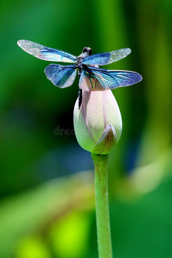 Colourful dragonfly on a lotus flower